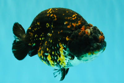 Tiger Ranchu Female 6 inches #100926RC_32