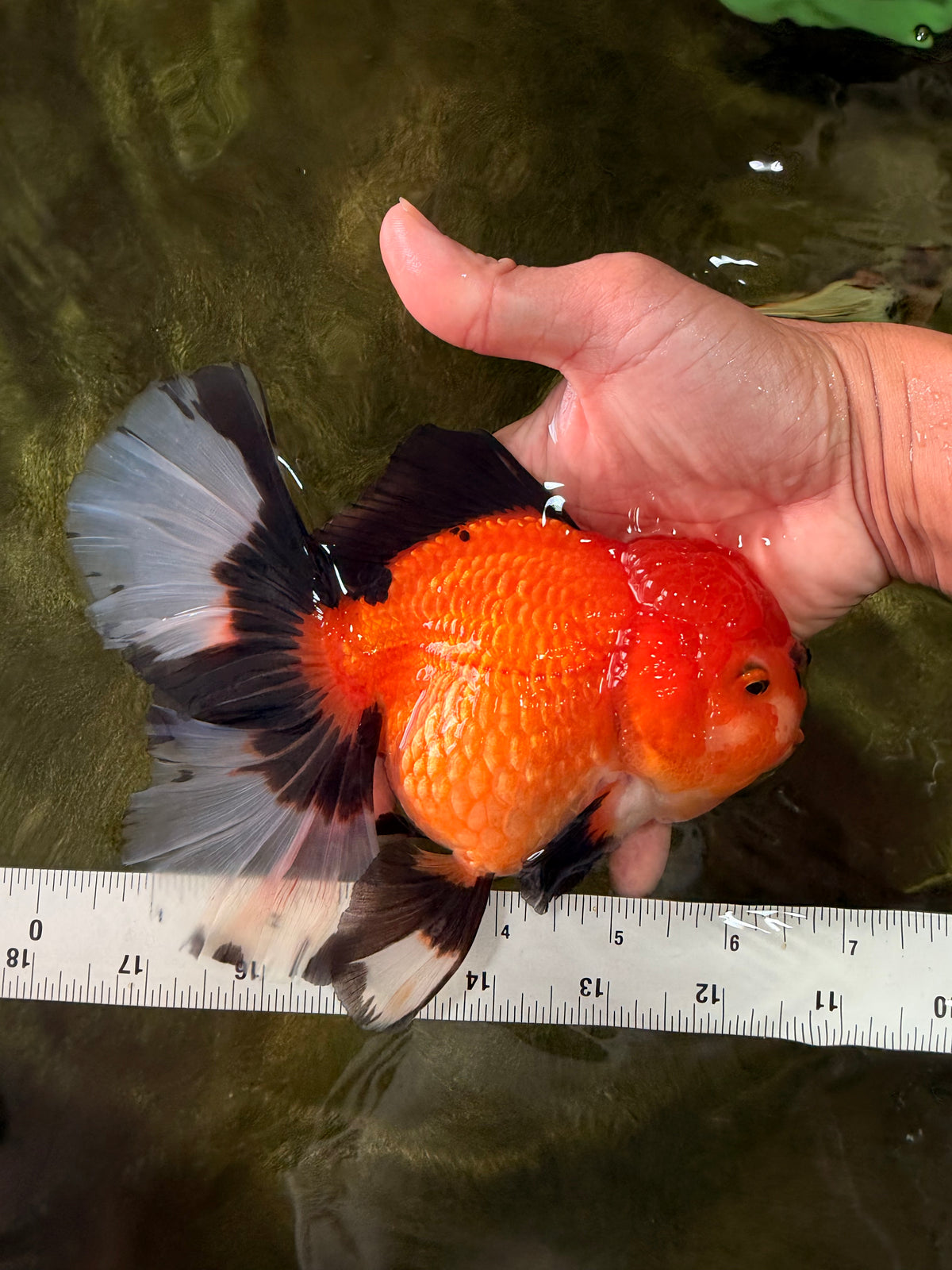 CHARLIE AAA Grade Apache Oranda Female 6.5 inches #091826OR_01