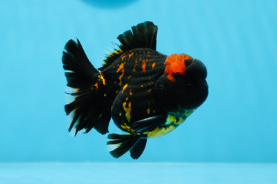 Yuanbao tigre negro de grado AAA, macho, 3,5 pulgadas, n.º 0726YB_22