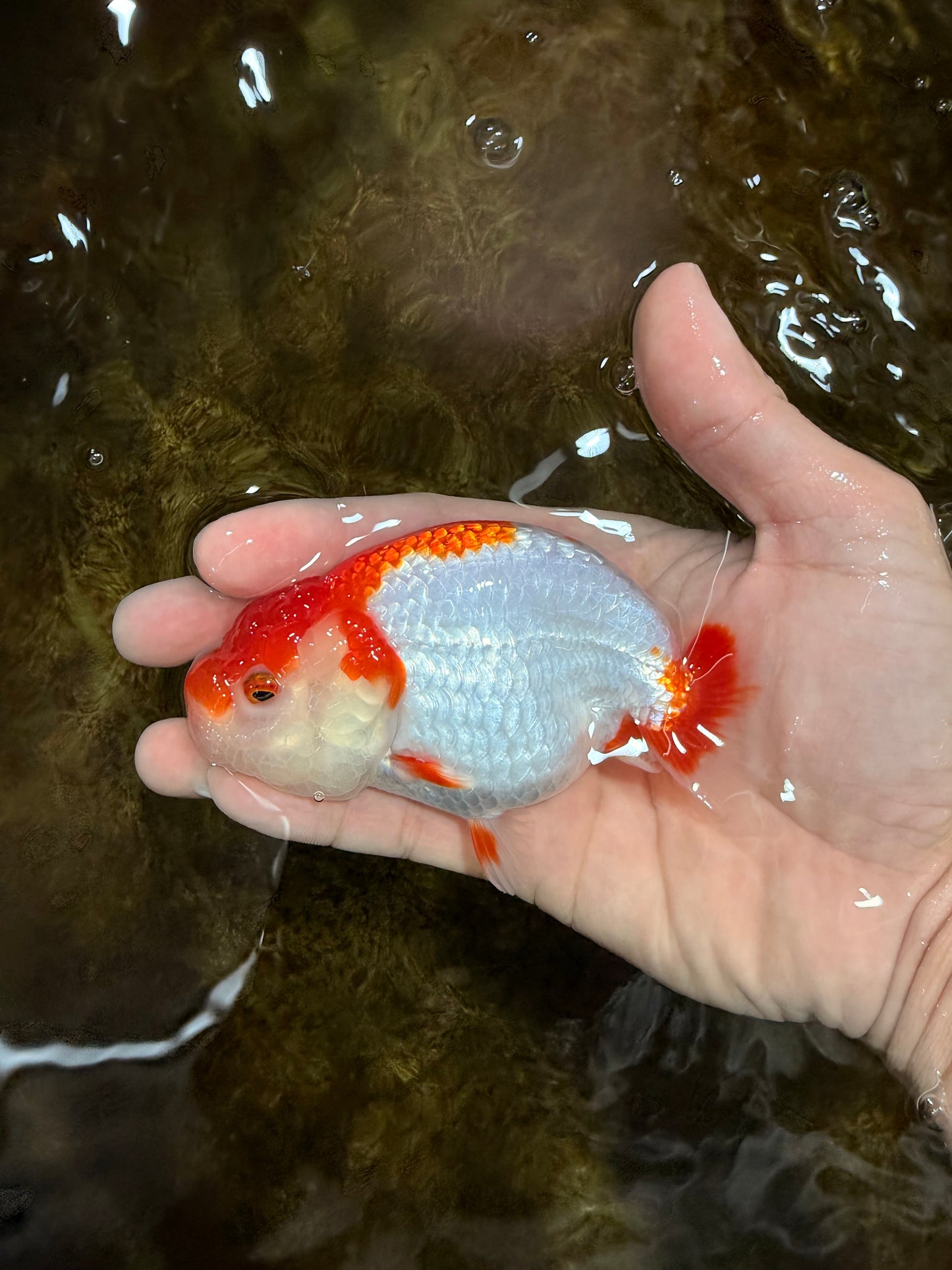 A Grade Red White LionQueen 4-4.5 inches #112125LC_11