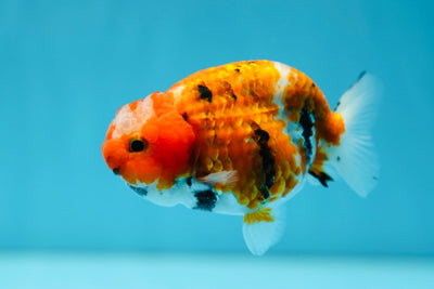 AAA Grade Tricolor Tiger Lionking 3.5-4 inches #0804LC_03