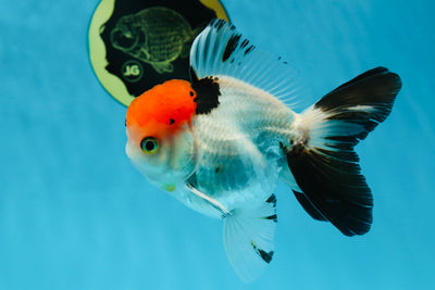 A Grade Red Head Tricolor Oranda Male 4.5 inches #053025OR_19