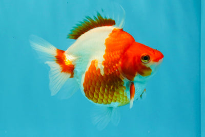 A Grade Red White Ryukin Female 4.5 inches #031326RK_32