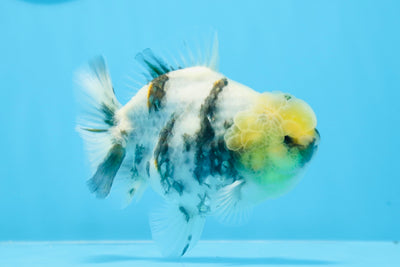 Yuanbao macho de cabeza de limón de mármol de grado A de 4,5 pulgadas n.º 0628YB_21