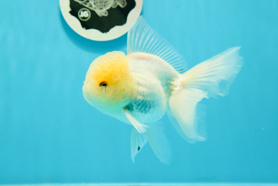 Mâle Oranda à queue de rose blanche neige de catégorie A, 5 pouces #0524OR_04