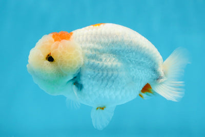 A Grade Fluffy Wen Tancho LionKing 4-4.5 inches #021425LC_04