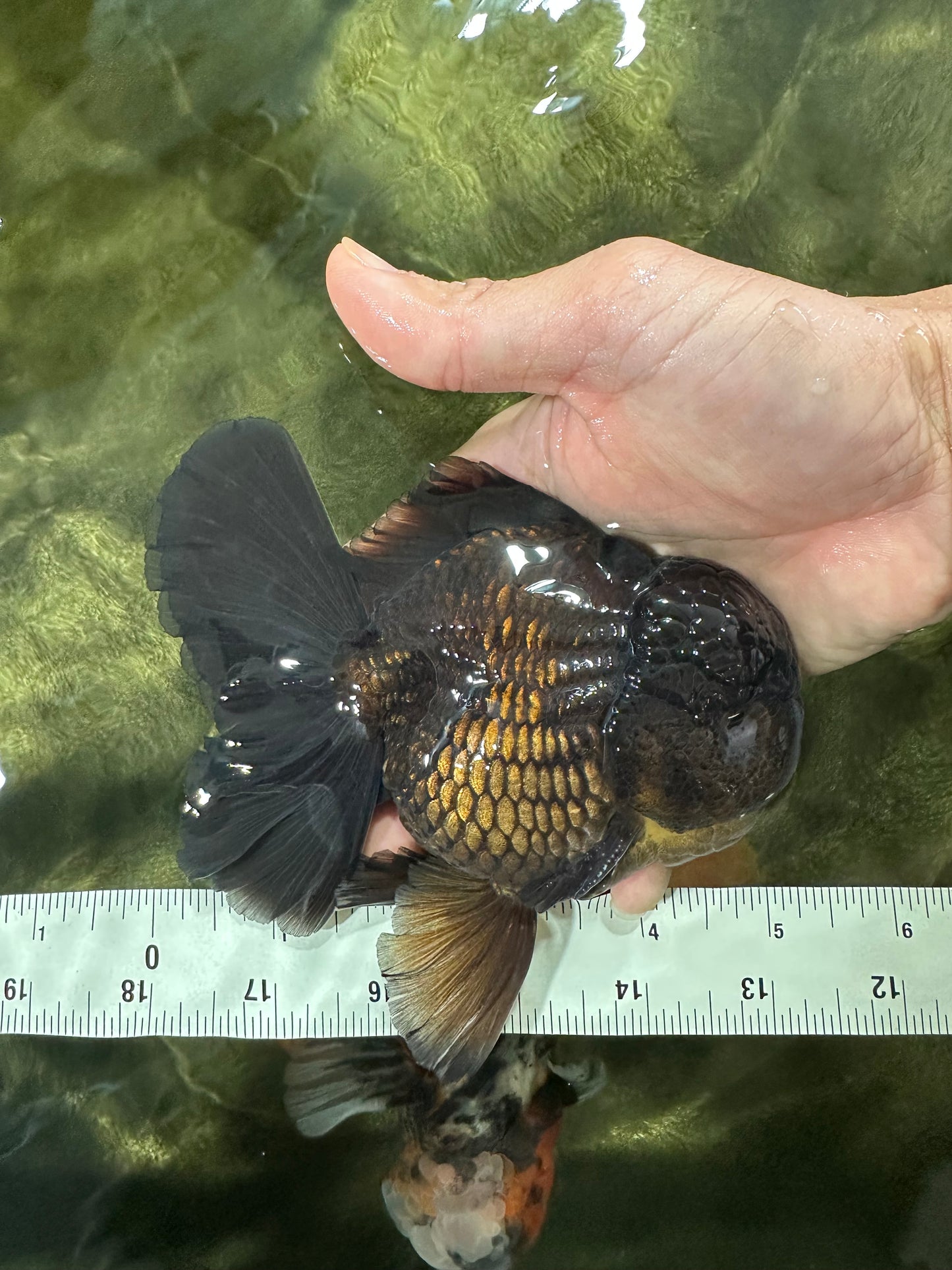 AAA Grade Jumbo Black Oranda Male 5-5.5 inches #053025OR_24