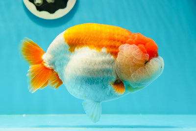 SHOW GRADE Super Red White LionQueen 6 inches #0329LC_01