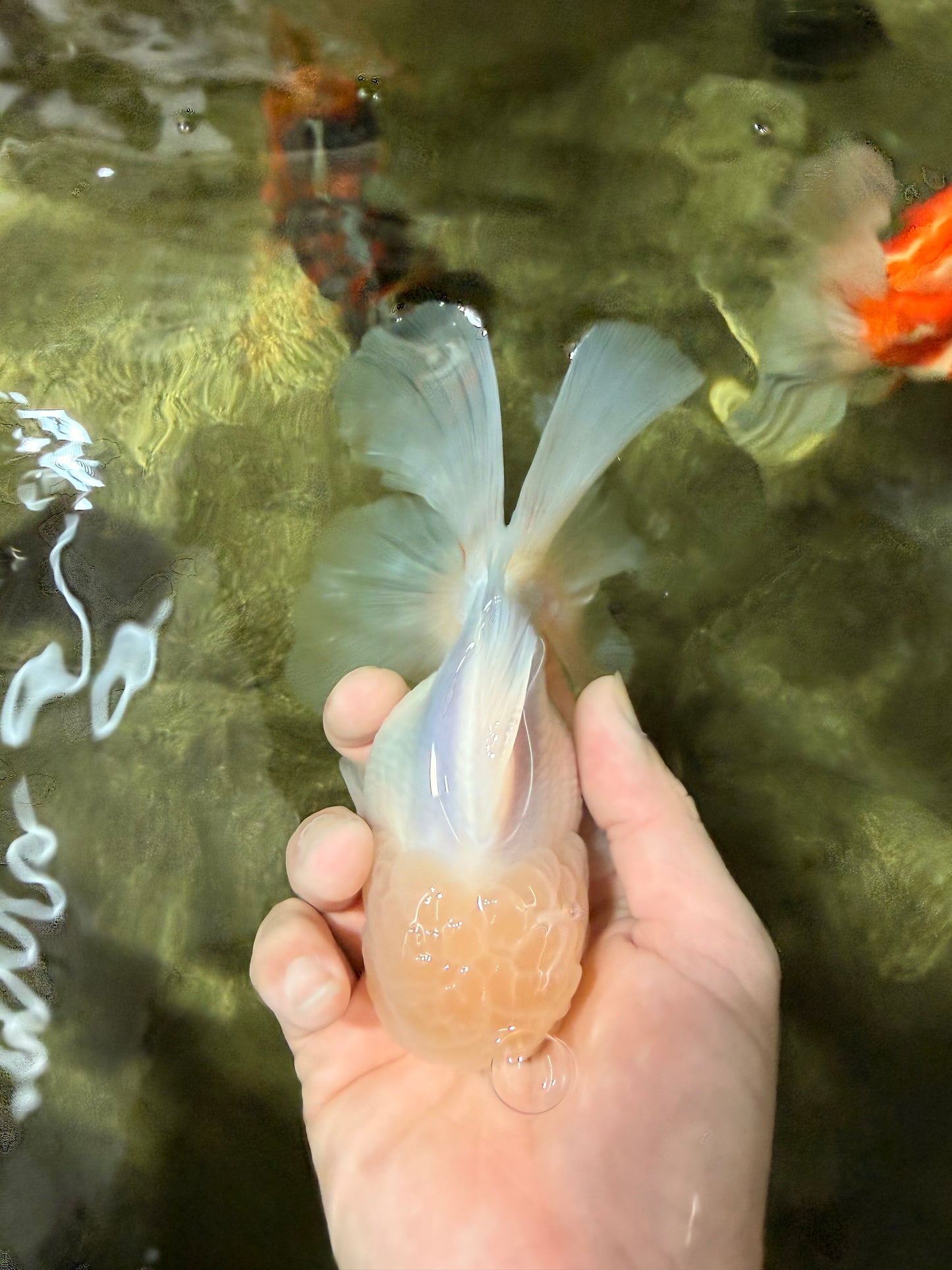 BEAUTY A Grade White Sakura Oranda Male 5.5 inches #050126OR_09