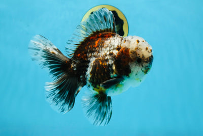 CHONKY AAA Grade Calico Kirin Oranda Male 5.5 inches #102425OR_18