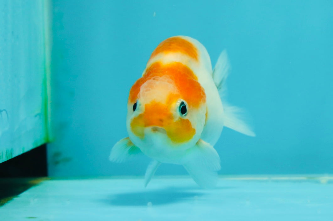 Sakura Blue Base Lionchu Female 3 inches #1011LC_18