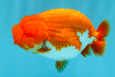 CHUBBY AAA Grade Red White LionQueen 4 inches #022026LC_16