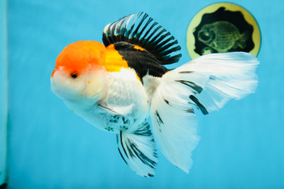 A Grade Tricolor Oranda Female 6-6.5 inches #071125OR_10