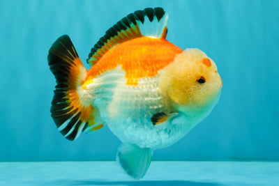 AAA Grade Tricolor Yuanbao Male 5 inches #072426YB_26