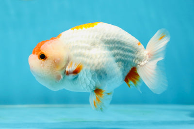 A Grade Egg-shape Red White LionKing 4.5 inches #032825LC_14