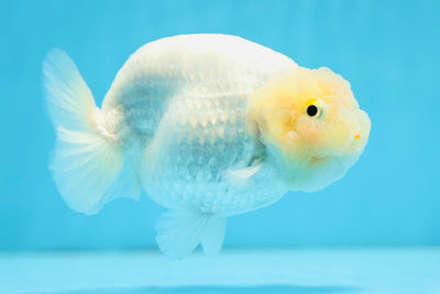 A Grade Lemonhead LionQueen 4.5 inches #0825LC_01