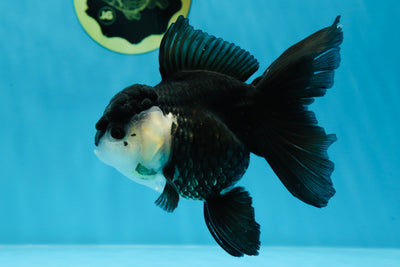 A Grade Panda Button Eyes Oranda Female 5 inches #020725OR_16
