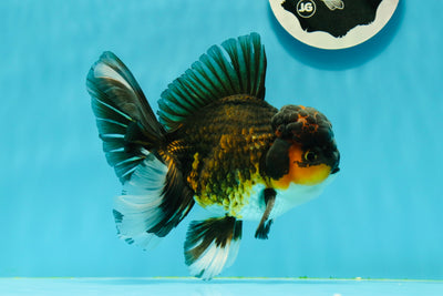 AAA Grade Volcano Tricolor Rose Tails Oranda Male 5.5 inches #0308OR_08