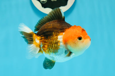 A Grade Chubby Cheeks Tricolor Yuanbao Female 3.5-4 inches #1117YB_06