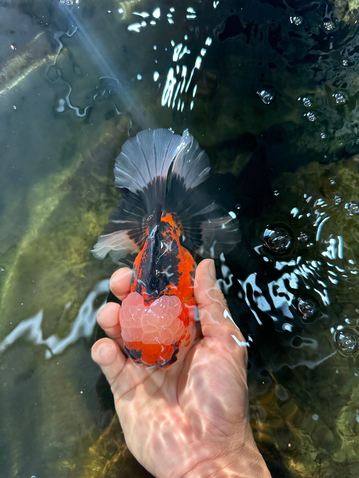 AAA Grade CHUBBY CHEEK Tricolor Oranda Male 5.5 inches #082225OR_12