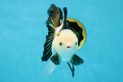 Snow Wen Tricolor Oranda Female 5.5 inches #032825OR_10