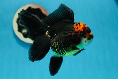 A Grade Bulldog Tricolor Oranda Female 5-5.5 inches #0915OR_01