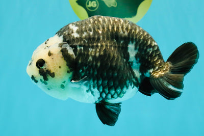 Ink Chinese Ranchu Male 5.5-6 inches #050826RC_13