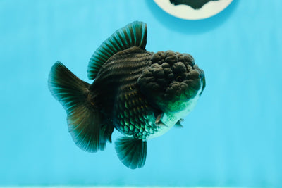 AAA Grade Black Gold Yuanbao Female 3.5-4 inches #1117YB_09