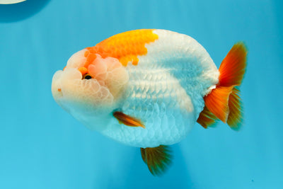 AAA Grade Mac N Cheese Red White LionQueen 5-5.5 inches #0510LC_38