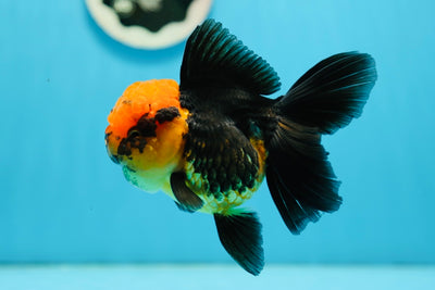 A Grade Red Head Oranda Female 4.5-5 inches #0915OR_02