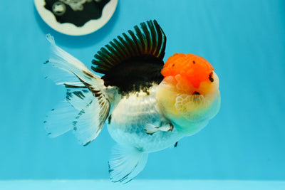 A Grade Unique Tricolor Oranda Female 5 inches #0517OR_03