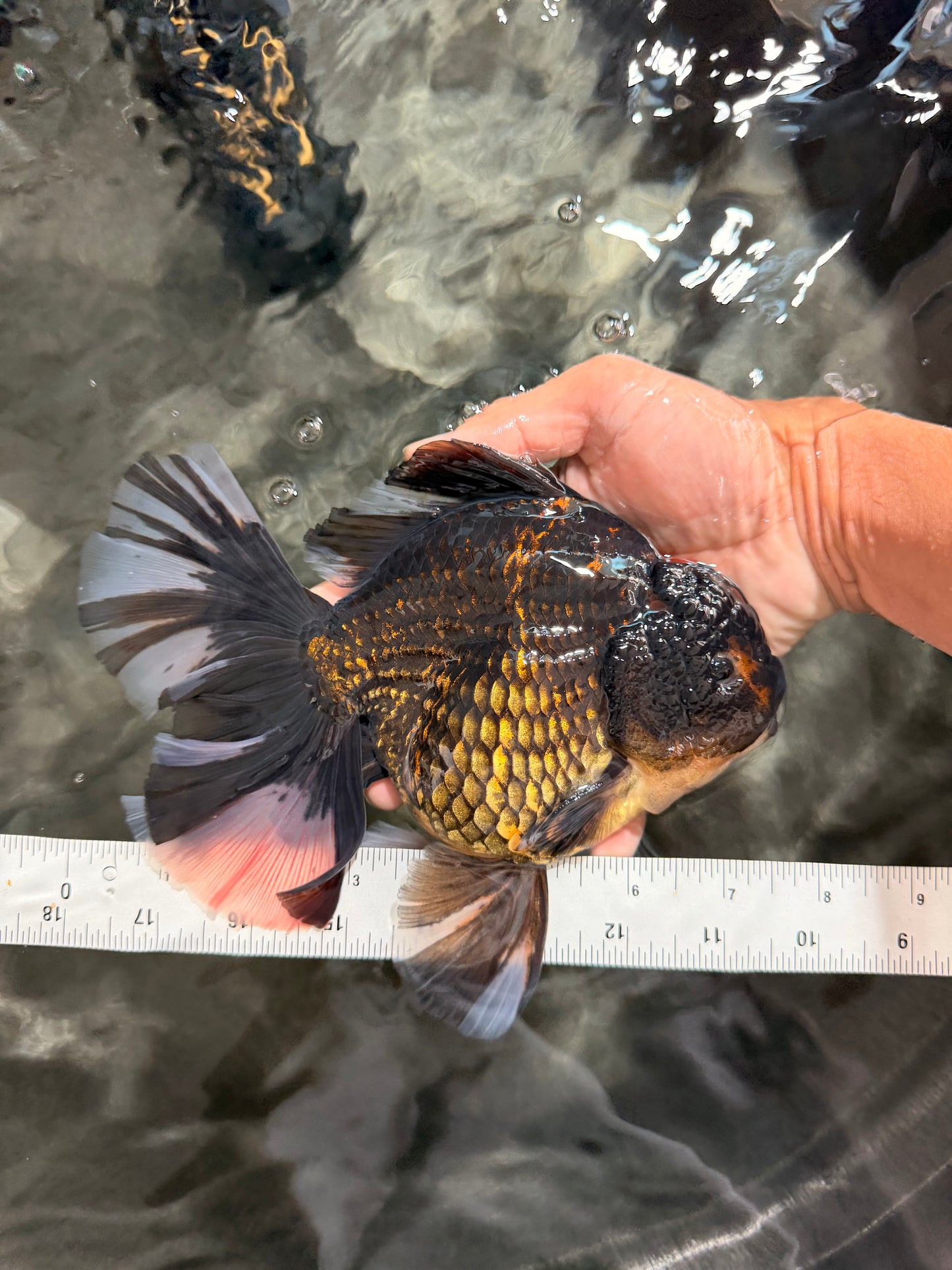 AAA Grade Broadtail Tiger Oranda Male 7.5 inches #073126OR_02
