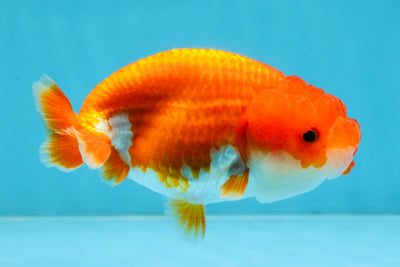 A Grade Red White LionQueen 4 inches #112825LC_04