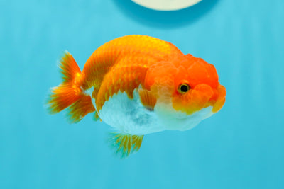 👶 Baby Red White Lionchu Female 3.5 inches #0209LC_22