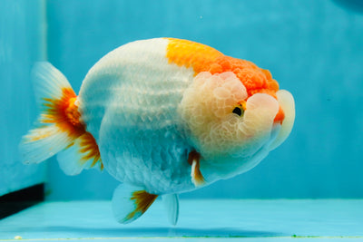 AAA Grade Big Wen Red White LionQueen 5.5-6 inches #0315LC_13