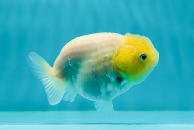 👶 Baby Bright Lemonhead Pirate Lionchu Female 3.5-4 inches #0216LC_15