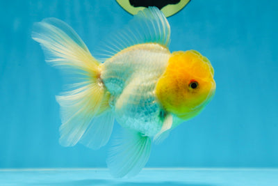 A Grade Lemonhead Oranda Male 5.5 inches #072525OR_10