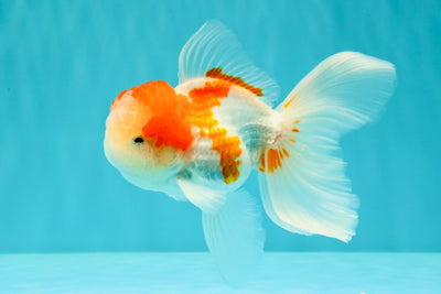 Red White Oranda Male 5 inches #101626OR_05