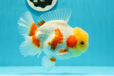 AAA Grade 🍋 Lemonhead Nemo Red White Oranda Male 5-5.5 inches #122922OR_07