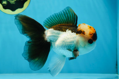 A Grade VOLCANO Tricolor Button Eyes Oranda Male 5.5 inches #032125OR_07