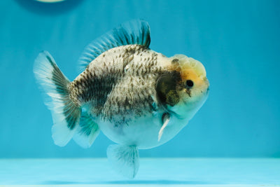 Femelle Kirin Yuanbao bleue de qualité AAA 4-4,5 pouces #0105YB_10