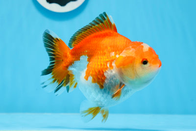 Yuanbao de jade tricolor de grado A para mujer, 4,5-5 pulgadas, n.º 0712YB_02