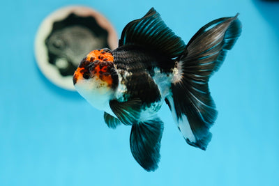 A Grade Tricolor Oranda Male 4.5-5 inches #0901OR_09