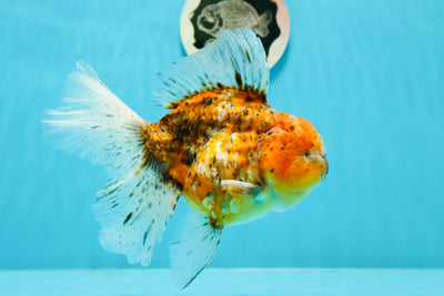 A Grade 🐯 Tiger Calico Oranda Female 5.5-6 inches #0112OR_03