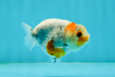 Calico Lionchu Female 3 inches #1004LC_07