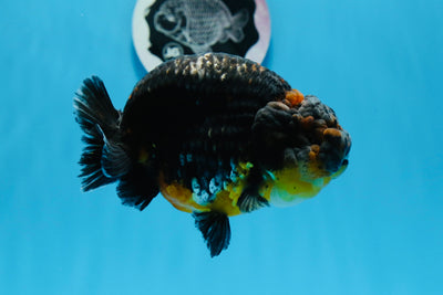 Femelle Calico Kirin Lionchu 4,5 pouces #0621LC_04