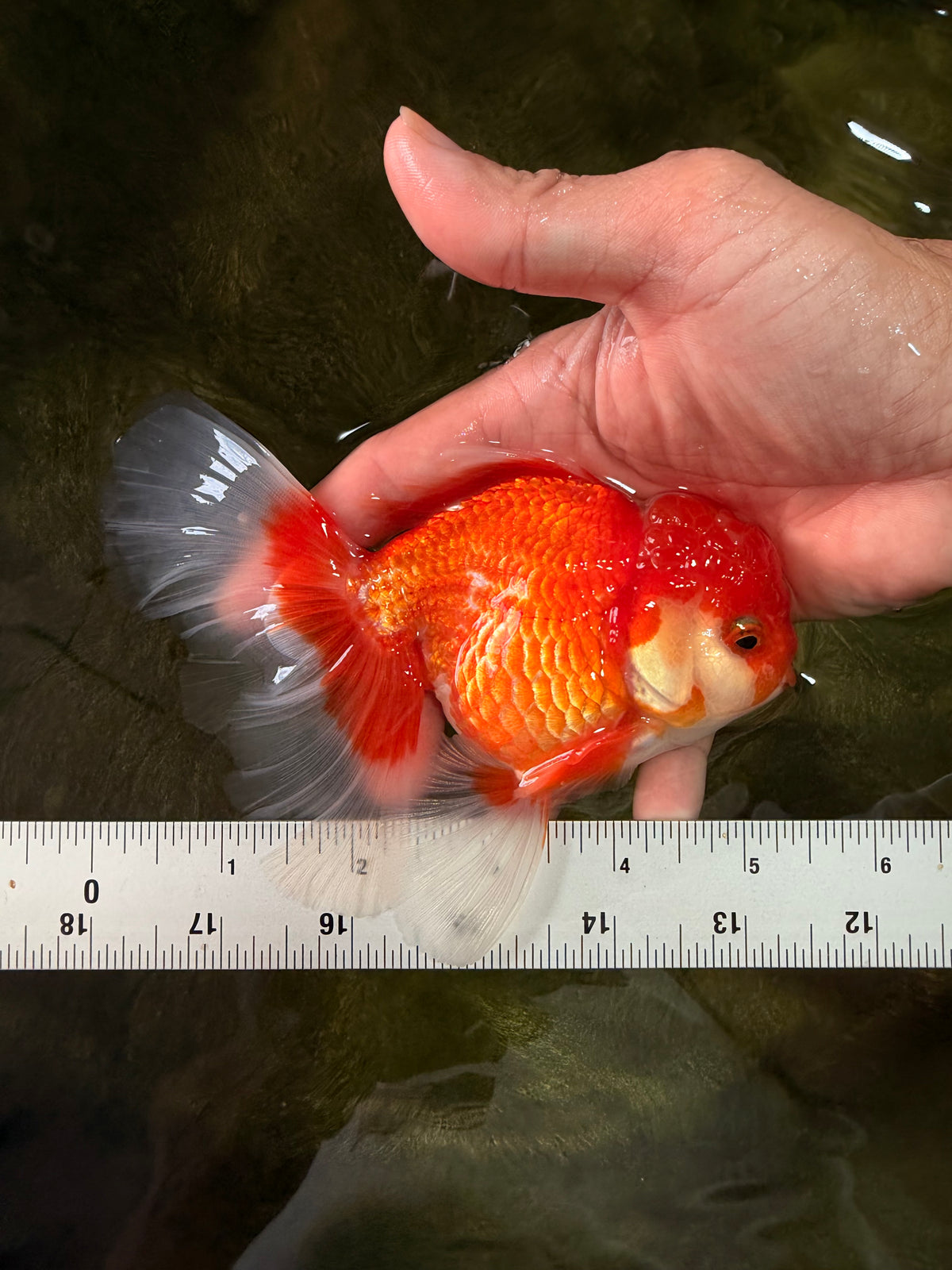 A Grade Red White Oranda Male 5-5.5 inches #091826OR_08