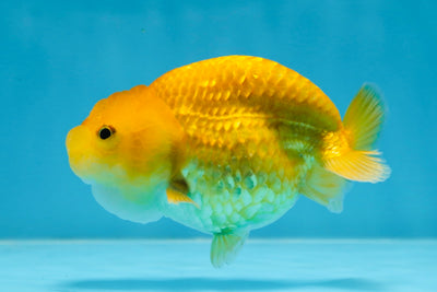 Cheese LionChu Female 4 inches #070425LC_14