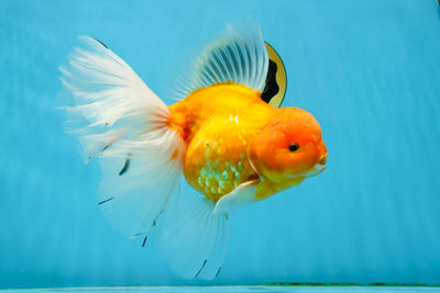 AAA Grade Jumbo Sakura Oranda Female 7.5 inches #013125OR_999