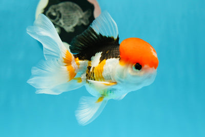 Mâle Oranda tricolore à tête rouge de catégorie A 4,5 pouces #0105OR_15